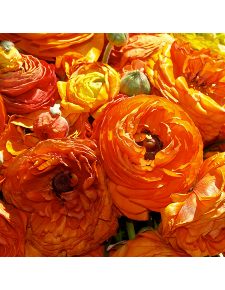 10 Bulbes de Renoncule des fleuristes