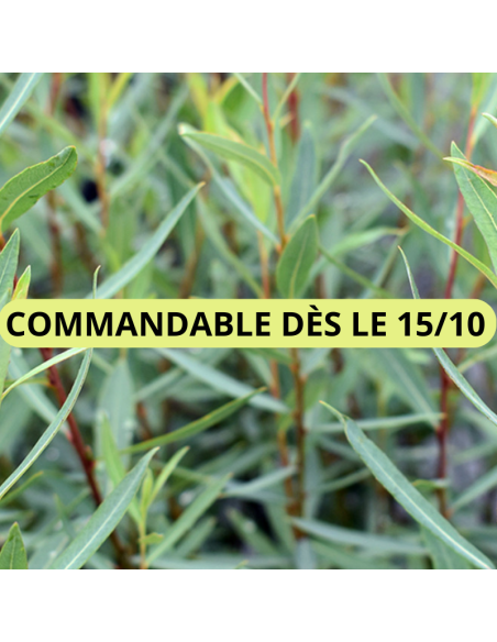 Osier rouge nain - Salix Purpurea Nana