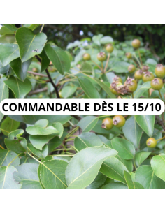 Poirier sauvage - Pyrus Pyraster