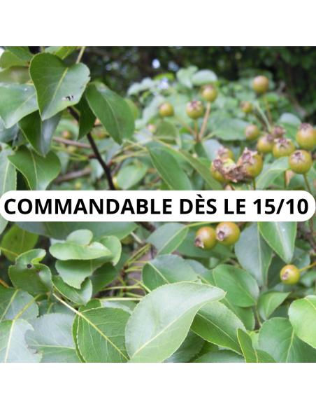 Poirier sauvage - Pyrus Pyraster