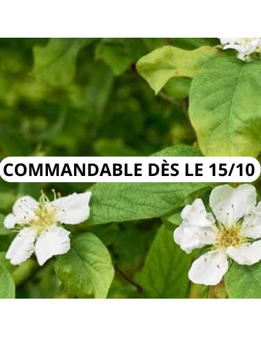 Néflier commun - Mespilus Germanica