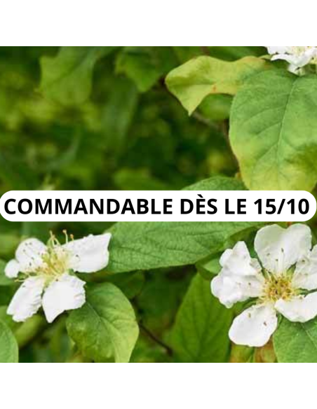 Néflier commun - Mespilus Germanica