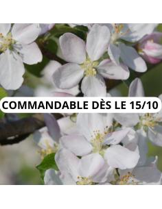 Pommier sauvage - Malus Sylvestris