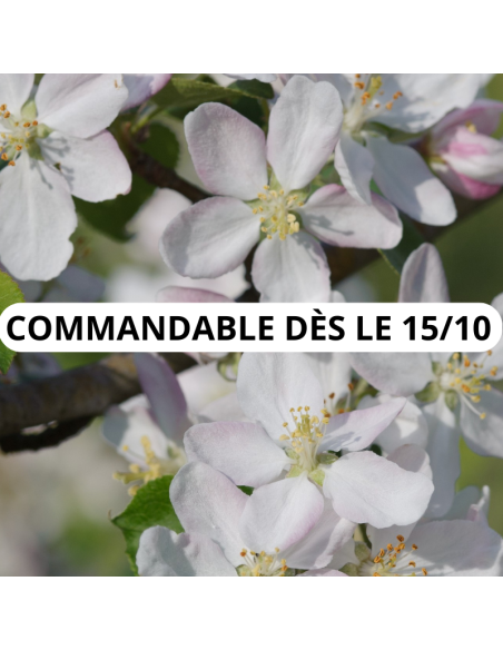 Pommier sauvage - Malus Sylvestris