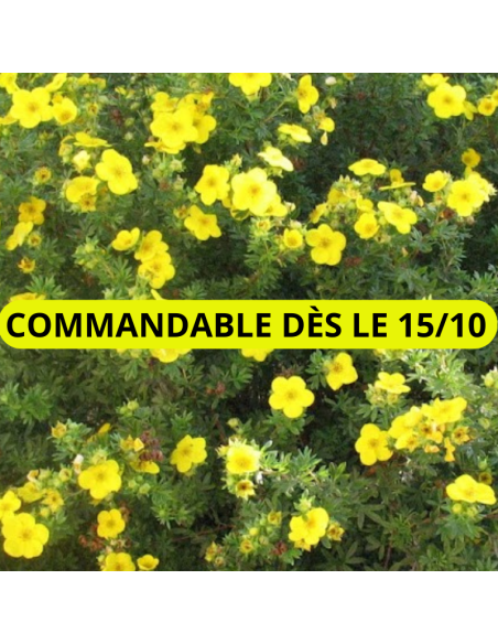 Potentille arbustive Goldfinger