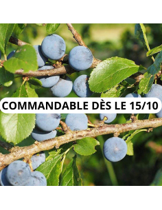Prunellier épine noire - Prunus spinosa