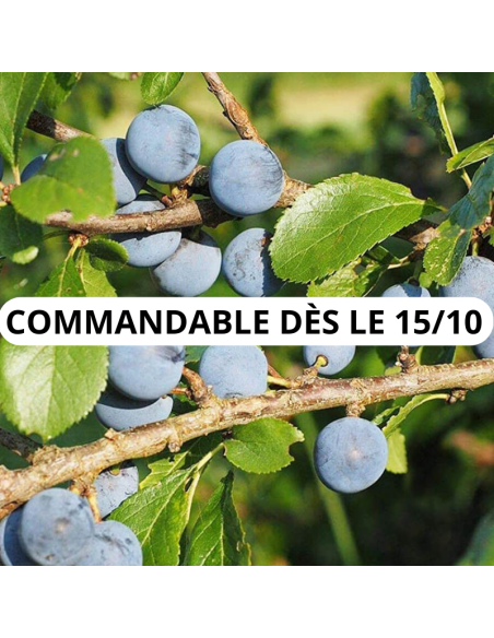 Prunellier épine noire - Prunus spinosa