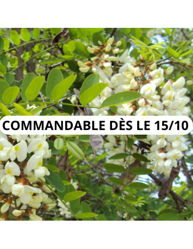 Robinier faux accacia - Robinia Pseudoacacia