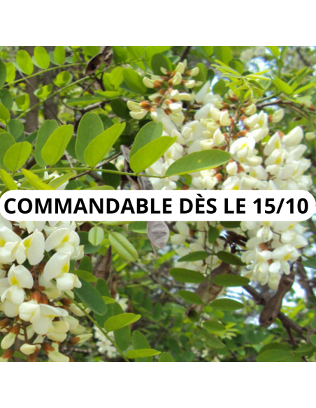 Robinier faux accacia - Robinia Pseudoacacia