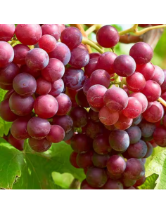 Vigne Suffolk red