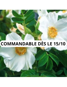 Rosier rugueux blanc - Rosa Rugosa Alba