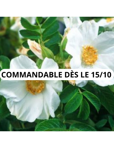 Rosier rugueux blanc - Rosa Rugosa Alba