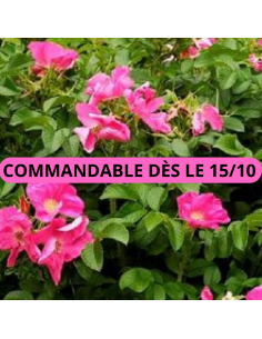 Rosier rugueux rose - Rosa Rugosa Rosea