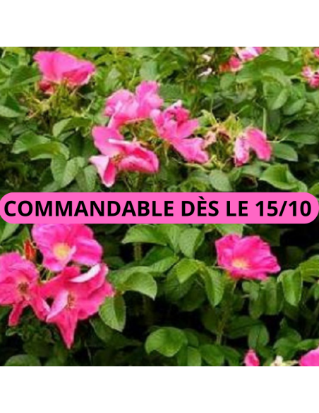 Rosier rugueux rose - Rosa Rugosa Rosea