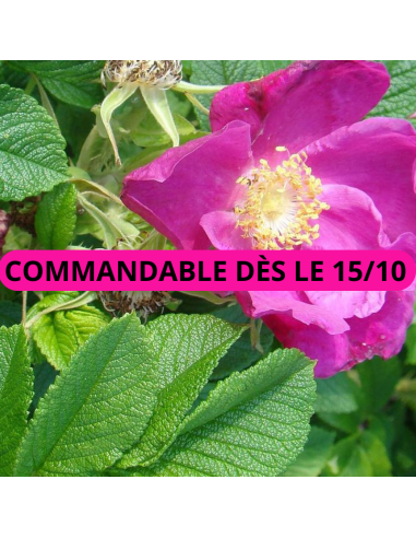 Rosier rugueux rouge - Rosa Rugosa Rubra