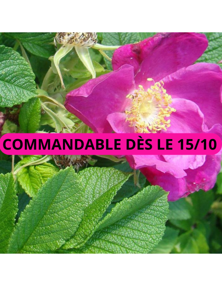 Rosier rugueux rouge - Rosa Rugosa Rubra