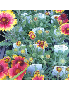 Gaillarde vivace Arizona sun