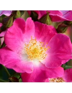 Rosier liane American Pillar