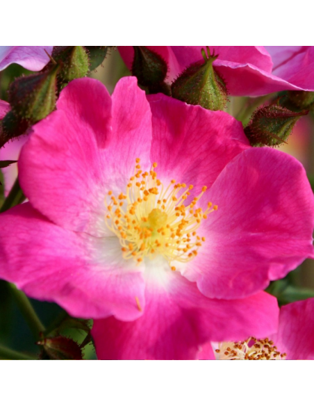 Rosier liane American Pillar