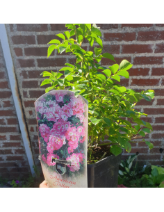 Rosier liane American Pillar 2