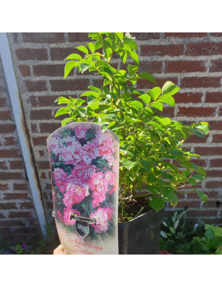 Rosier liane American Pillar