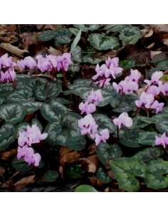Bulbe Cyclamen de l'ile de Cos - Cyclamen Coum 2