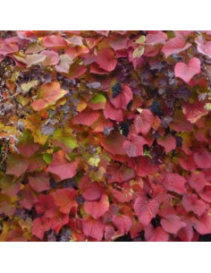 Vigne d'ornement - Vitis coignetiae 2