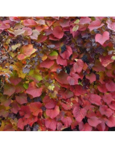 Vigne d'ornement - Vitis coignetiae