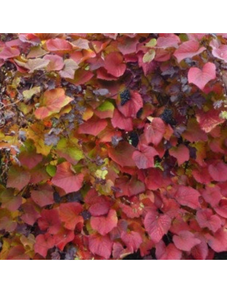 Vigne d'ornement - Vitis coignetiae