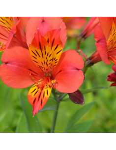 Lys des incas Mars - Alstroemeria hybrida Mars