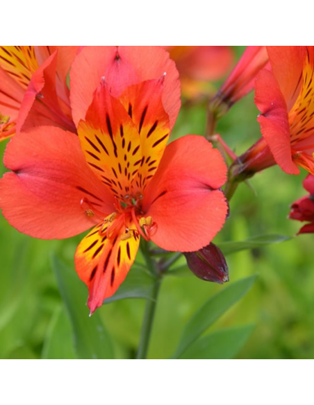 Lys des incas Mars - Alstroemeria hybrida Mars
