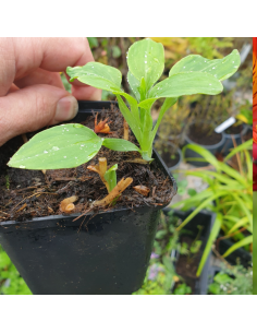 Lys des incas Mars - Alstroemeria hybrida Mars 2