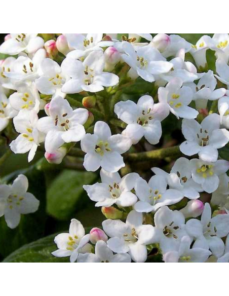 Viorne de Carle - Viburnum Carlesii