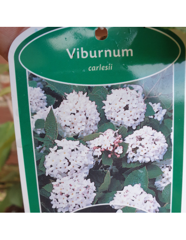 Viorne de Carle - Viburnum Carlesii