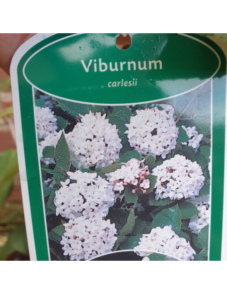 Viorne de Carle - Viburnum Carlesii