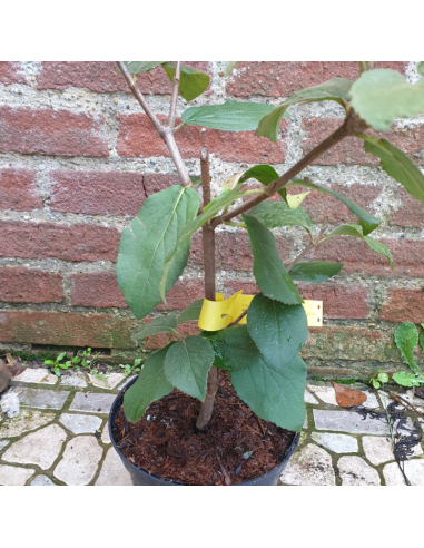 Viorne de Carle - Viburnum Carlesii