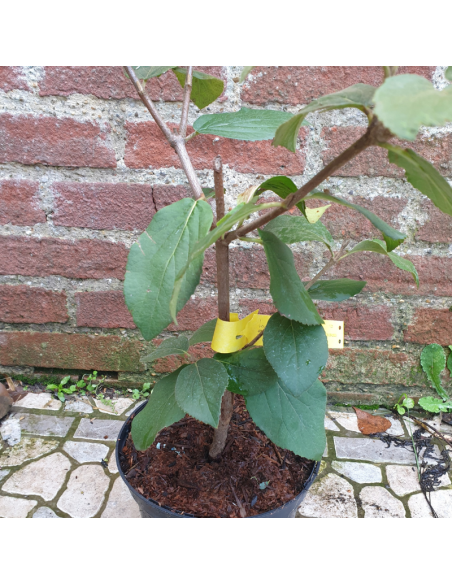 Viorne de Carle - Viburnum Carlesii