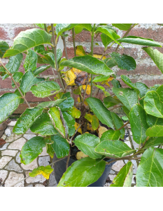 Arbre aux anémones - Calycanthus Venus 2