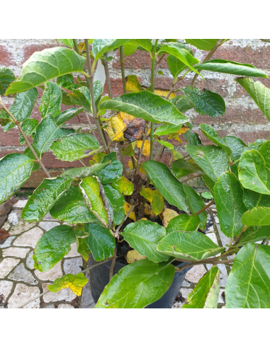 Arbre aux anémones - Calycanthus Venus