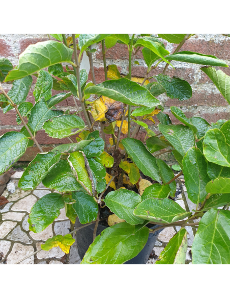 Arbre aux anémones - Calycanthus Venus