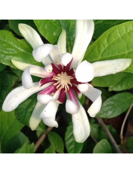 Arbre aux anémones - Calycanthus Venus