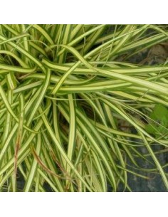 Laîche d'Oshima "Evergold"