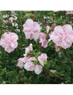 Hibiscus Pink Chiffon
