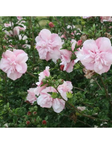 Hibiscus Pink Chiffon