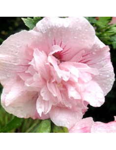 Hibiscus Pink Chiffon 2