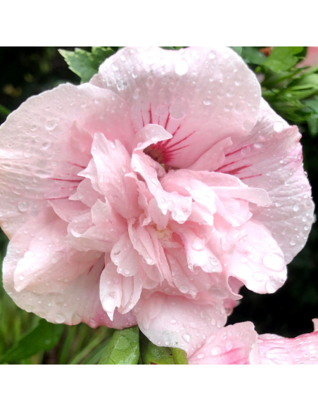 Hibiscus Pink Chiffon