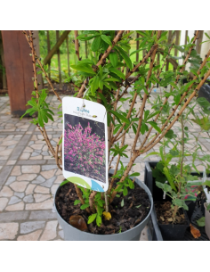 Daphne mezereum rubra 2