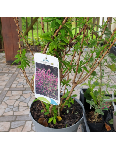 Daphne mezereum rubra