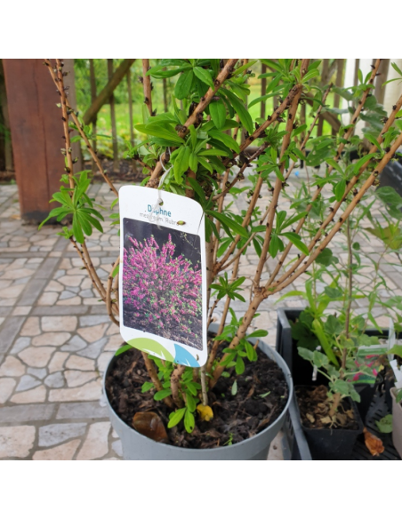 Daphne mezereum rubra