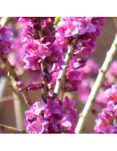 Daphne mezereum rubra